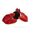 caladium hongjincan natural plants